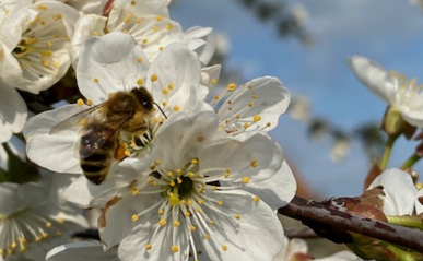 Eine Biene, die auf einer Apfelblüte sitzt.