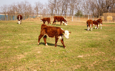 Hereford-Rinder auf einer Weide.