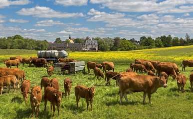 Weitläufige Weide mit Limousin-Rindern.