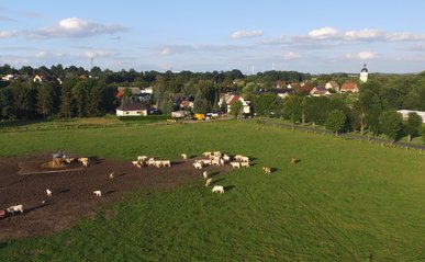 Luftaufnahme von der Weide der Thallwitzer Agrargesellschaft.